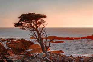 Lone Cypress-5951.jpg Lone Cypress-5951.jpg